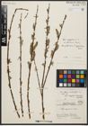 Foto von Salix aegyptiaca L. x Salix elbursensis Boiss.